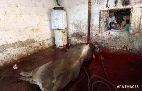 Palestinian Muslims sacrifice livestock as part of the commemoration for the first day of Eid al-Adha or feast of the sacrifice, in al-Bureij refugee camp in the center of Gaza Strip, on August 21, 2018. Muslims around t...