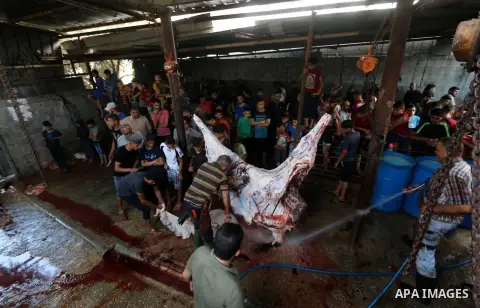 Palestinian Muslims sacrifice livestock as part of the commemoration for the first day of Eid al-Adha or feast of the sacrifice, in al-Bureij refugee camp in the center of Gaza Strip, on August 21, 2018. Muslims around t...