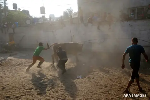 Palestinian Muslims sacrifice livestock as part of the commemoration for the first day of Eid al-Adha or feast of the sacrifice, in al-Bureij refugee camp in the center of Gaza Strip, on August 21, 2018. Muslims around t...