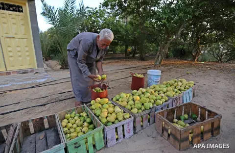 A Palestinian man collects a fruit from guava at the start of the annual harvest season, in Khan Yunis in the southern of Gaza Strip on August 30, 2018. Photo by Ashraf Amra