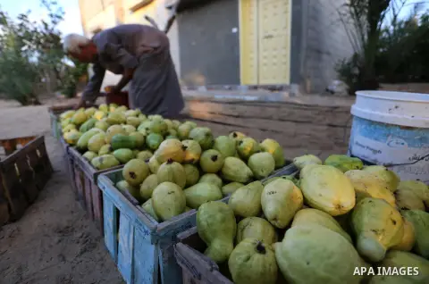 A Palestinian man collects a fruit from guava at the start of the annual harvest season, in Khan Yunis in the southern of Gaza Strip on August 30, 2018. Photo by Ashraf Amra