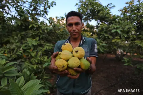 A Palestinian man collects a fruit from guava at the start of the annual harvest season, in Khan Yunis in the southern of Gaza Strip on August 30, 2018. Photo by Ashraf Amra