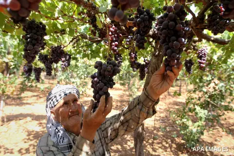 A Palestinian farmer collects grapes during harvest season at a vineyard in the West Bank city of Hebron, on September 2, 2018. Photo by Wisam Hashlamoun
