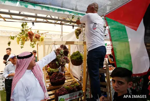 Palestinians display Grapes during the Palestinian grapes festival in Halhoul village, near the West Bank city of Hebron, on September 10, 2018. Hebron is very famous in grape production as it contains many fields of gra...