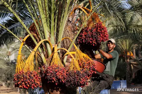 Palestinian farmers harvest dates from a palm tree in Deir al-Balah in the central Gaza Strip on September 23, 2018. Photo by Ashraf Amra
