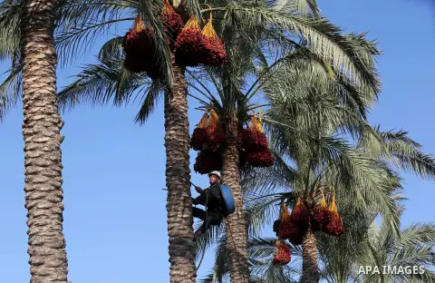 Palestinian farmers harvest dates from a palm tree in Deir al-Balah in the central Gaza Strip on September 23, 2018. Photo by Ashraf Amra