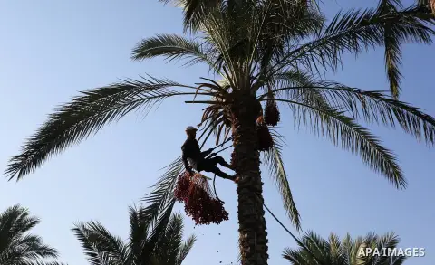 Palestinian farmers harvest dates from a palm tree in Deir al-Balah in the central Gaza Strip on September 23, 2018. Photo by Ashraf Amra