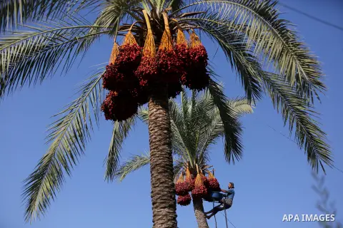 Palestinian farmers harvest dates from a palm tree in Deir al-Balah in the central Gaza Strip on September 23, 2018. Photo by Ashraf Amra