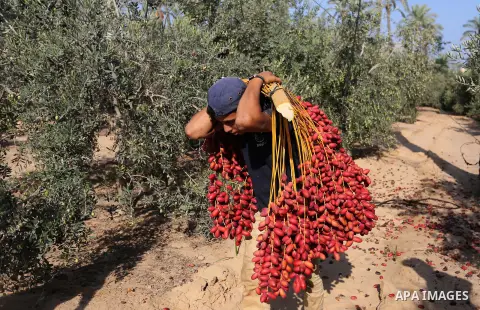 Palestinian farmers harvest dates from a palm tree in Deir al-Balah in the central Gaza Strip on September 23, 2018. Photo by Ashraf Amra