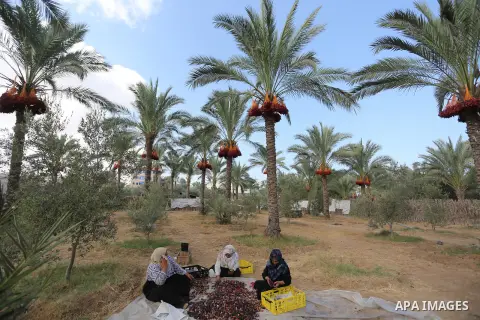 Palestinian farmers harvest dates from a palm tree in Deir al-Balah in the central Gaza Strip on September 23, 2018. Photo by Ashraf Amra