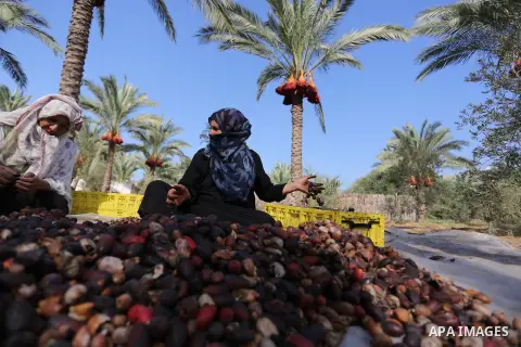 Palestinian farmers harvest dates from a palm tree in Deir al-Balah in the central Gaza Strip on September 23, 2018. Photo by Ashraf Amra