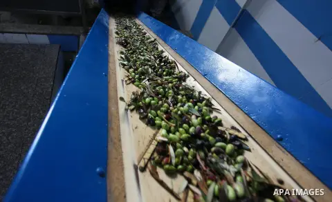 A picture taken on October 2, 2018 shows olives is sorted by a machine before pressing it to be made into oil at an olive press in Gaza city. Photo by Mahmoud Ajjour