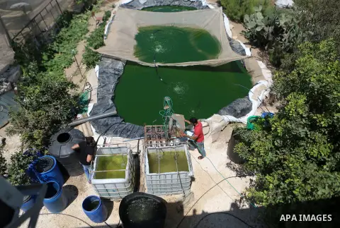 A Palestinian man catches fish at a fish farm in the West bank city of Nablus on October 18, 2018. Photo by Shadi Hatem
