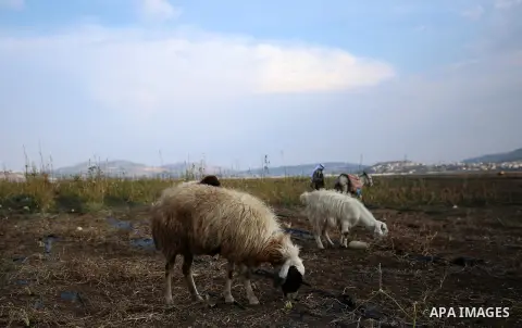 A Palestinian shepherd herds sheeps at a field in the West Bank village of Sanour near Jenin, on November 9, 2018. Photo by Shadi Jarar'ah