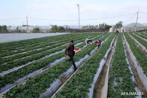 A Palestinian farmer harvests strawberries at a farm in Beit Lahia, in the northern Gaza Strip, on December 1, 2018. Photo by Ashraf Amra