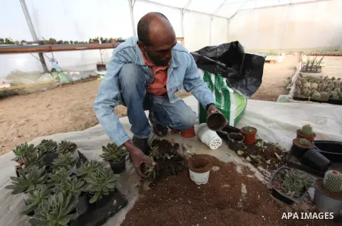 A Palestinian farmer Samir Abu Rashed, 53, checks the cactus seedlings at his cactus nursery, in Beit lahia in the northern Gaza Strip, on January 8, 2019. Photo by Mahmoud Ajjour