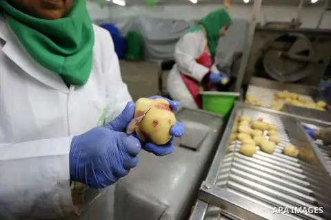 Palestinia laborers work at a frozen potato chips factory, in Beit Hanoun in the northern Gaza Strip, on January 22, 2019. The potatoes have been washed and peeled and are being checked for bruising and rot before packag...