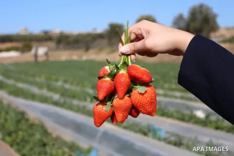 A Palestinian farmer shows strawberries at a farm in Beit Lahia, in the northern Gaza Strip, on January 30, 2019. Photo by Mahmoud Ajjour