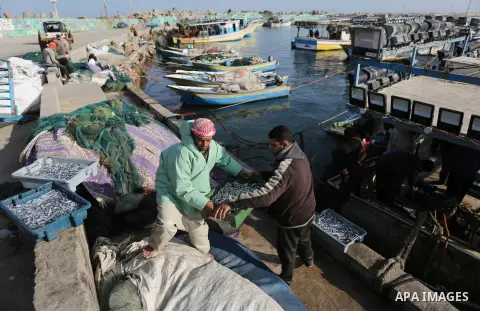 Palestinian fishermen collect fish for sale, at Gaza seaport, on April 2, 2019. Israel decided to expand the allowed fishing area to 6 nautical miles in northern Gaza Strip, 12 miles in central Gaza Strip and 15 miles in...