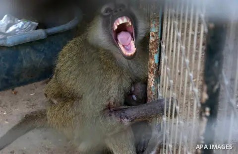 A monkey is seen in a cage at a zoo in Rafah in the southern Gaza Strip, during the evacuation by members of the international animal welfare charity "Four Paws" of animals from the Palestinian enclave to relocate to san...