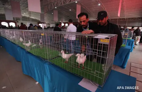 Palestinians display pigeons during an exhibition birds onrganaized by association of pigeons breeders in Palestine, in Gaza City, on April 25, 2019. Photo by Mahmoud Ajjour