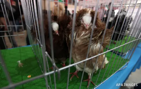 Palestinians display pigeons during an exhibition birds onrganaized by association of pigeons breeders in Palestine, in Gaza City, on April 25, 2019. Photo by Mahmoud Ajjour