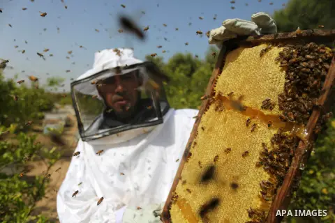 Palestinian workers collect honeybee from beehives during the harvest at an apiary in the central of Gaza Strip on April 27, 2019. Photo by Ashraf Amra