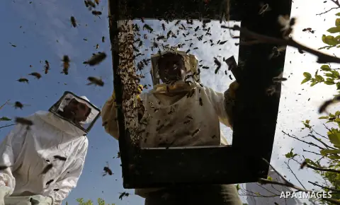 Palestinian workers collect honeybee from beehives during the harvest at an apiary in the central of Gaza Strip on April 27, 2019. Photo by Ashraf Amra