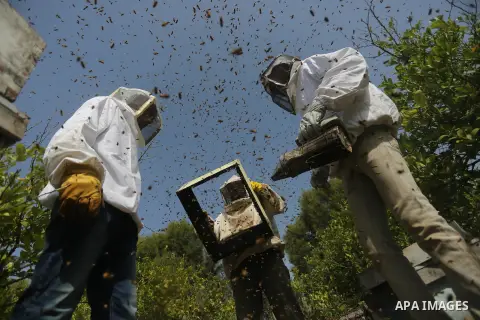 Palestinian workers collect honeybee from beehives during the harvest at an apiary in the central of Gaza Strip on April 27, 2019. Photo by Ashraf Amra