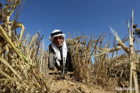 A Palestinian farmer harvests wheat at a field in an area adjacent to the border with Israel, in Khan Younis in the southern Gaza Strip April 29, 2019. Khan Younis, a city bordering Israel, is one of the largest agricult...