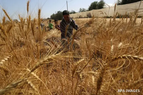 Palestinian farmers harvest wheat at a field in an area adjacent to the border with Israel, in Khan Younis in the southern Gaza Strip April 29, 2019. Khan Younis, a city bordering Israel, is one of the largest agricultur...