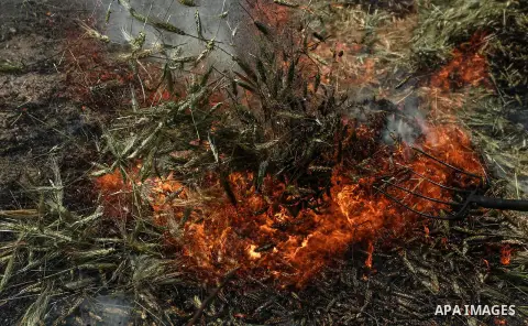 A Palestinian worker burns wheat spikes in the process of making freekeh, a Middle Eastern cereal dish, in the village of Ajja, close to the West Bank city of Jenin, April 29, 2019. Freekeh or farik is a cereal food made...