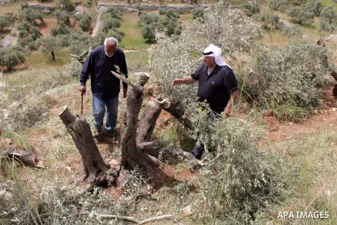 Palestinian farmers inspect olive trees chopped by Israeli settlers in the Burqa village, east the West Bank city of Ramallah, on May 1, 2019. Israeli settlers chopped down at least 150 olive trees in Palestinian agricul...