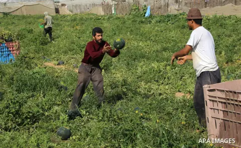 Palestinian farmers collect watermelon during a harvest season, in Khan Younis in the southern Gaza Strip, on May 21, 2018. Photo by Ashraf Amra