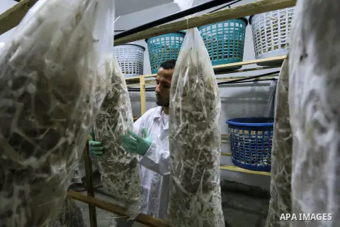 Palestinian Salem Muhanna, 26, checks mushroom beds at his own farm, in Khan Younis in the southern Gaza Strip, May 27, 2019. Muhanna cultivates and sells Oyster mashroom, where it are grown on a bed that includes brique...