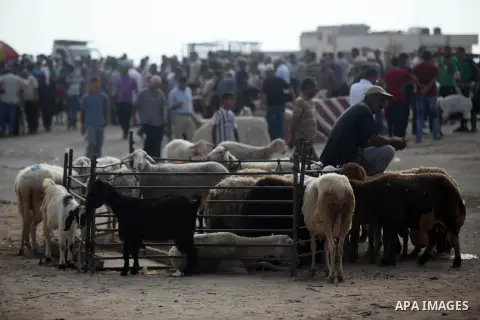 Palestinians gather at a live-stock market, ahead of Eid al-Adha in Gaza city on August 9, 2019. Muslims across the world are preparing for the Eid al-Adha holiday when custom requires the faithful to make a sacrifice. P...