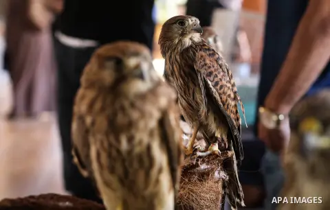 Palestinians attend an exhibition pets, in Gaza city on August 15, 2019. Photo by Mahmoud Al-Hindi