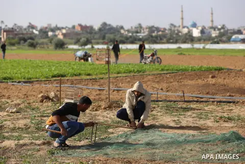 A Palestinian man prepares a mist-net to catch birds, at the Israel-Gaza border, in Khan Younis in the southern Gaza Strip, on November 25, 2019. Photo by Ashraf Amra