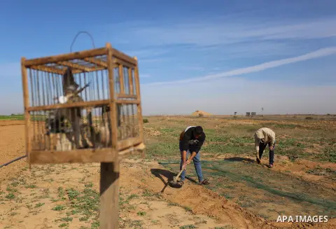 A bird is seen sits in a cage after a Palestinian man catch it, at the Israel-Gaza border, in Khan Younis in the southern Gaza Strip, on November 25, 2019. Photo by Ashraf Amra
