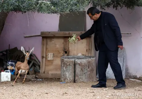 Palestinian Alaa addin Al-Araj, breeds some desert deers at small farm, in ِAl Zahra City central Gaza Strip, on December 12, 2019. Photo by Ashraf Amra