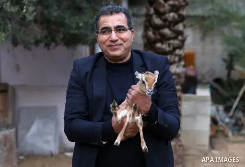 Palestinian Alaa addin Al-Araj, breeds some desert deers at small farm, in ِAl Zahra City central Gaza Strip, on December 12, 2019. Photo by Ashraf Amra