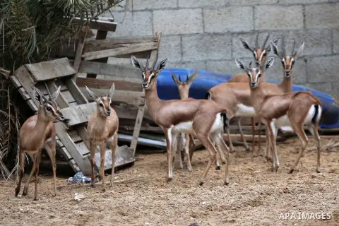 Palestinian Alaa addin Al-Araj, breeds some desert deers at small farm, in ِAl Zahra City central Gaza Strip, on December 12, 2019. Photo by Ashraf Amra