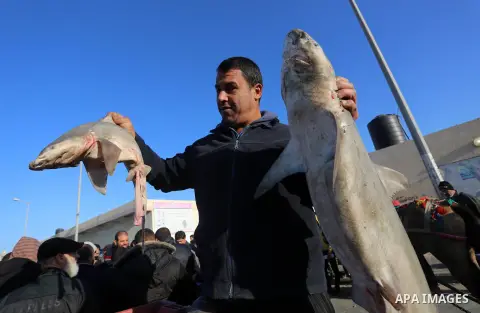 Palestinian fishermen display fish for sale, at Gaza seaport, on December 24, 2019. Israel decided to expand the allowed fishing area to 15 nautical miles. Photo by Ashraf Amra