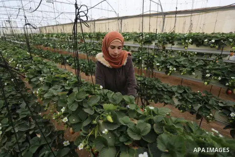 A Palestinian girl Haneen Abu Daqqa, 27, inspects hanging Strawberry plants at green house in Khan Younis in the southern of Gaza Strip on January 15, 2020. Hanging Strawberry succeeded for the first time in the southern...
