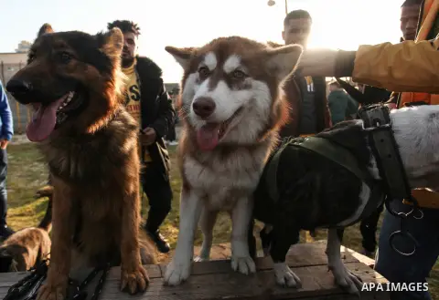 Palestinians show their dogs during the first dog show for the year 2020 organized by local dog breeders,at the beach of Gaza City, on February 7, 2020. Photo by Mahmoud Ajjour