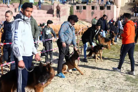 Palestinians show their dogs during the first dog show for the year 2020 organized by local dog breeders,at the beach of Gaza City, on February 7, 2020. Photo by Mahmoud Ajjour