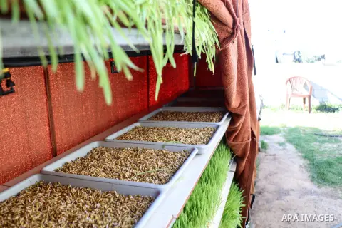 Palestinian farmer Hossam Al-Najjar,40, inspects the cultured barley plant as food for the livestock at his house in Khan Younis in the southern of Gaza strip, on February 20, 2020. al-najjar is cultivating the barley pl...