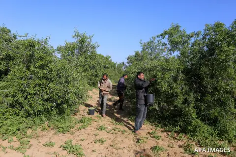 Palestinian farmers harvest almonds at a field, in Khan Younis in the southern Gaza Strip on March 29, 2020. Photo by Ashraf Amra