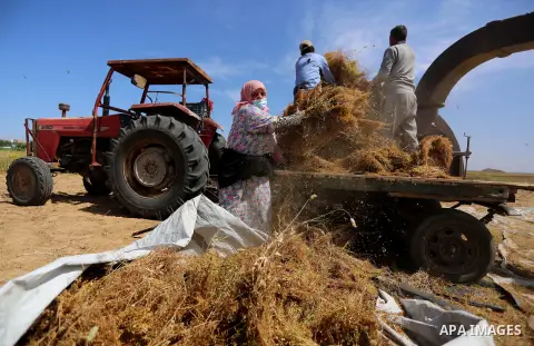 Palestinians refine grinded Lentils during harvest on a farm in Khan Younis in the southern Gaza Strip, on April 27, 2020. Photo by Ashraf Amra