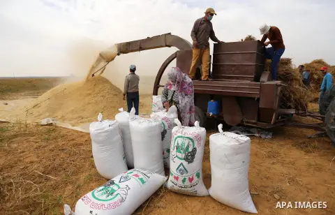 Palestinian farmers use a threshing machine as they harvest wheat crop at a field in an area adjacent to the border with Israel, in Khan Younis in the southern Gaza Strip on May 20, 2020. Photo by Ashraf Amra